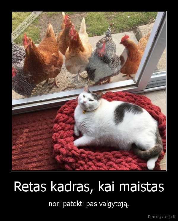 maistas,kate,katinas,vista,visciukas