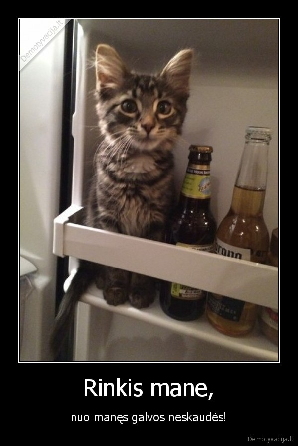 katinas,alus