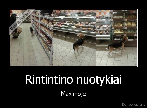 maxima,suo, parduotuveje,rintintinas
