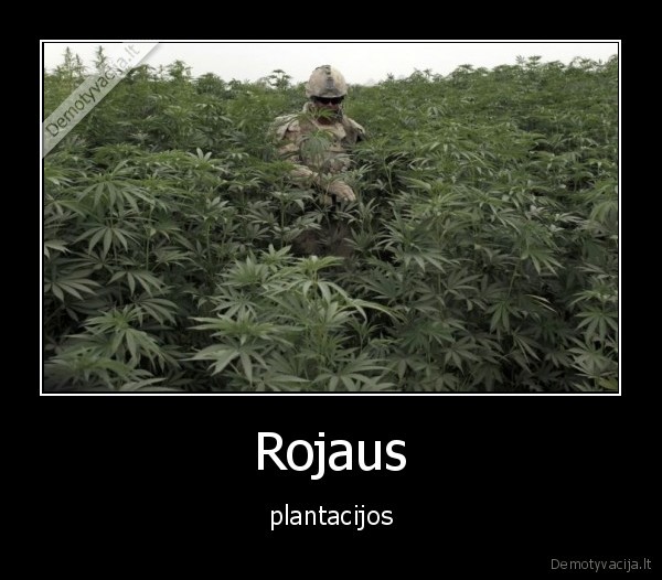 Rojaus