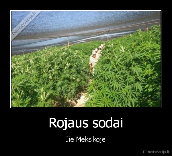 zole