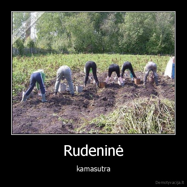 ruduo,poza,bulves,kasti