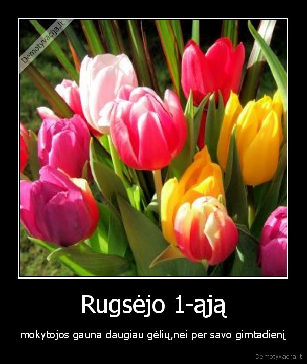 rugsejis