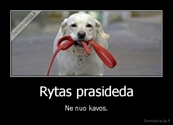 kava,suo,gyvunas,rytas