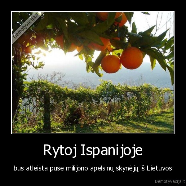rytoj, ispanijoje, bus, atleista, puse, milijono, apelsinu, skineju, is, lietuvos