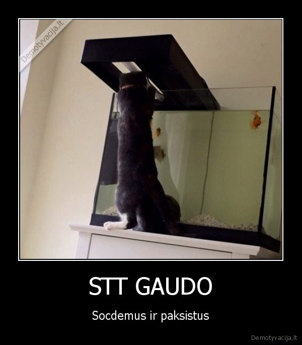 STT GAUDO