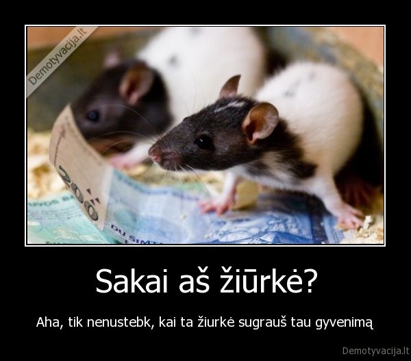 Sakai aš žiūrkė?