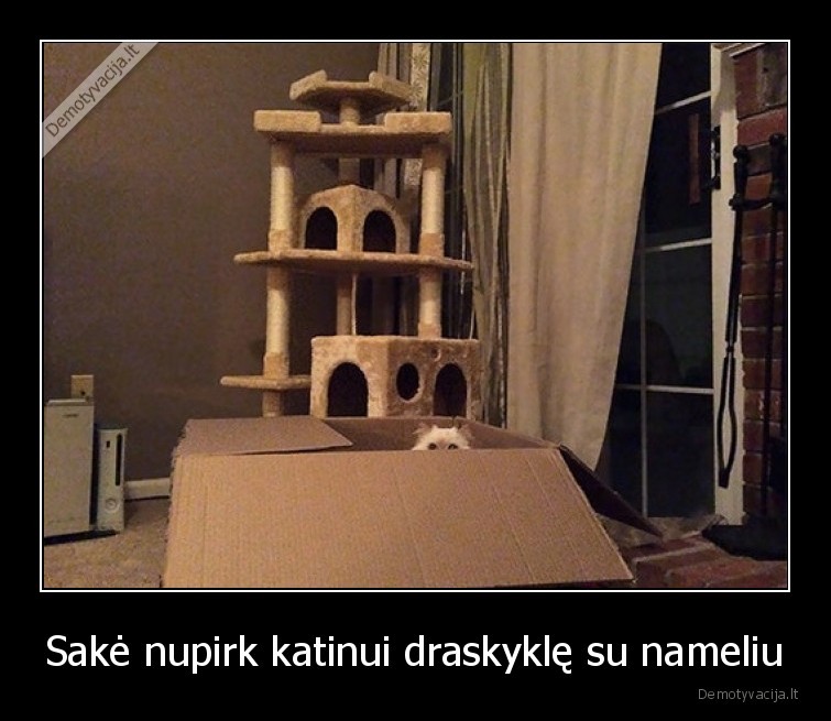 katinas,draskykle,deze