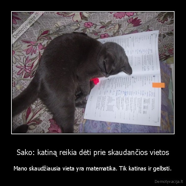 katinai, katinas, gyvunai, gyvunas, suo, sunys, qashqai, kate, kates