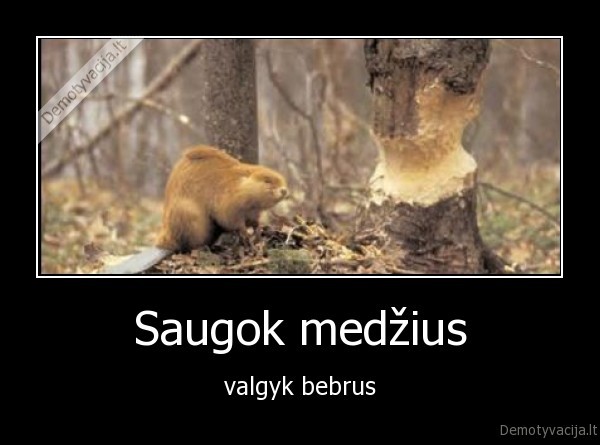 bebrai,medziai,medziai,justib, bieber