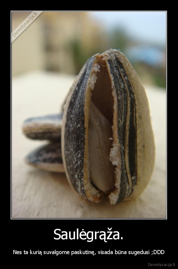 saulegrazos
