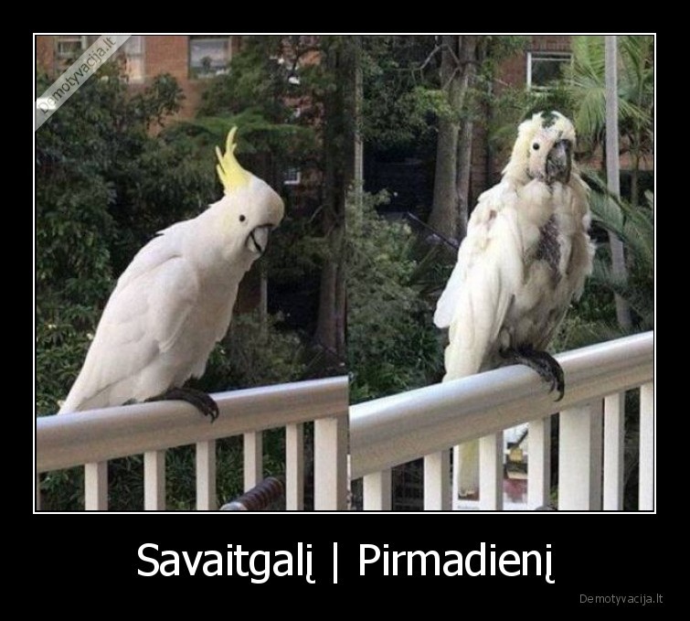 papuga
