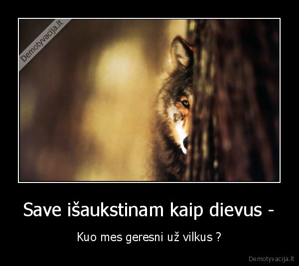 dievus,vilkus,gyvenimas