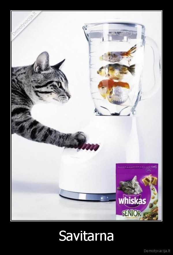 katinas,whiskas