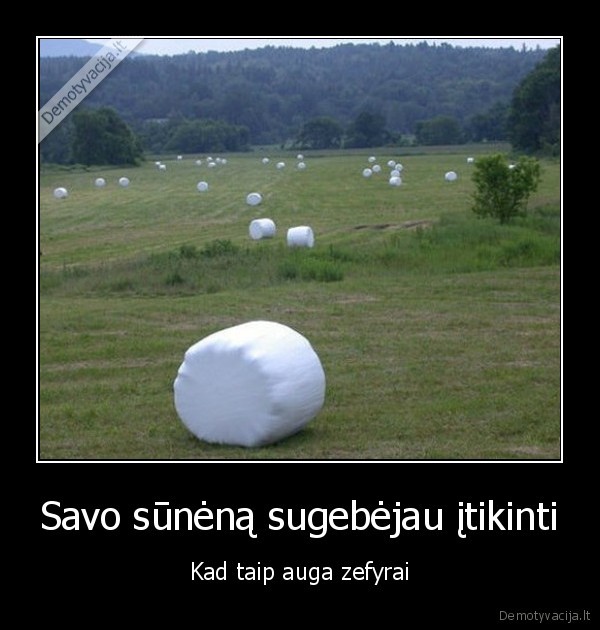 zefyrai,sieno, ritiniai