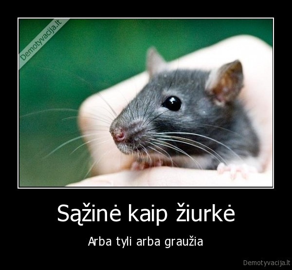 Sąžinė kaip žiurkė
