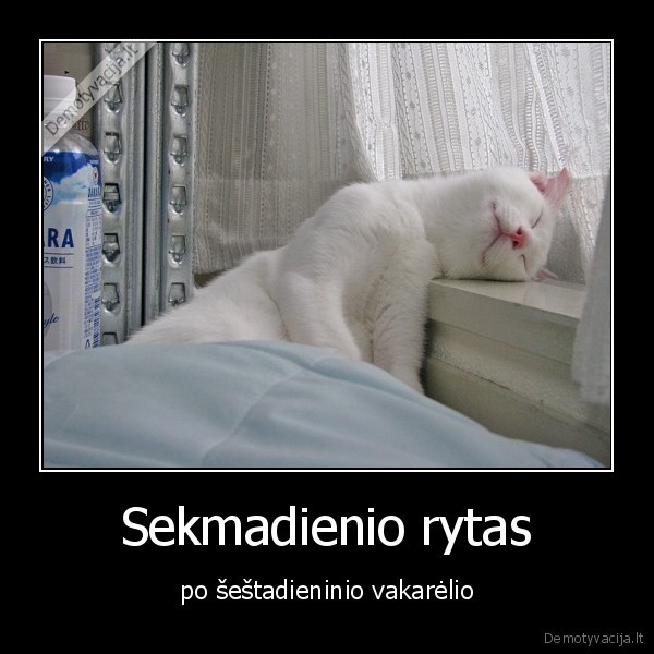 Sekmadienio rytas