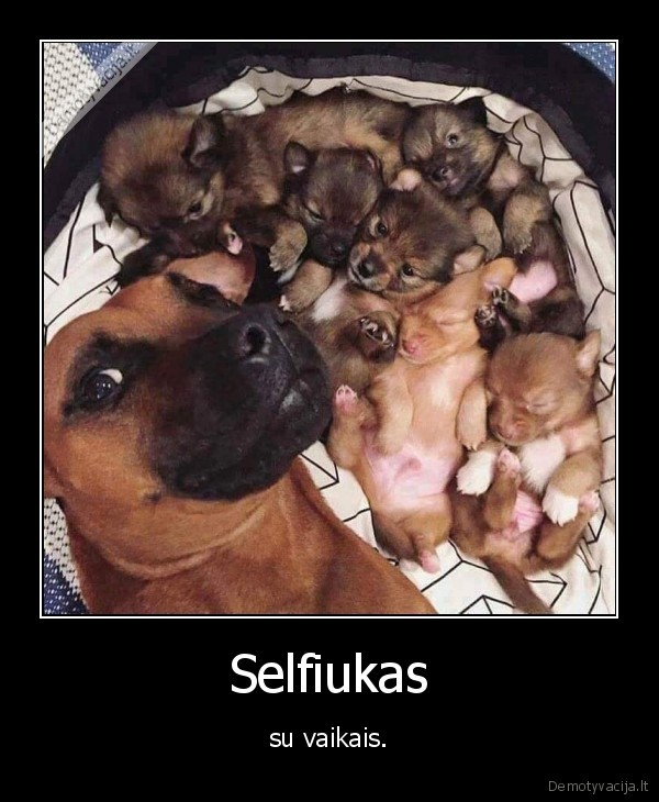 suo,selfis