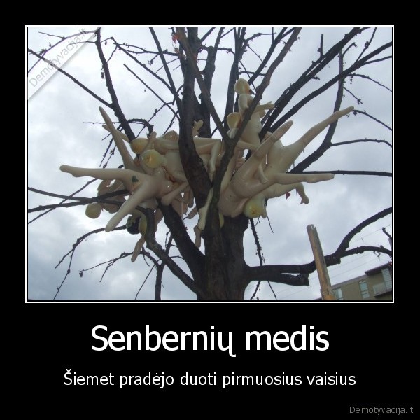 senberniai,pripuciamos, leles,juokingas, medis