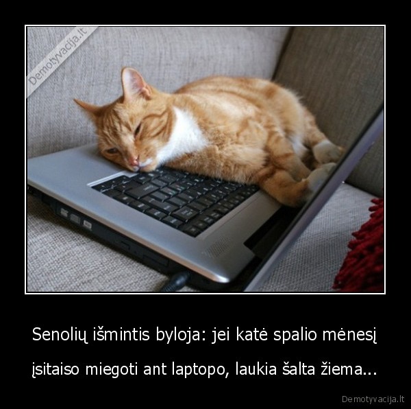 kate, ant, laptopo,miega,kaciukas