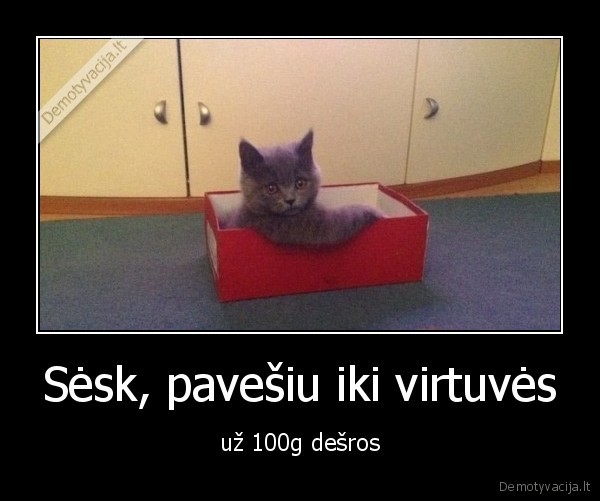 katinas,vezti