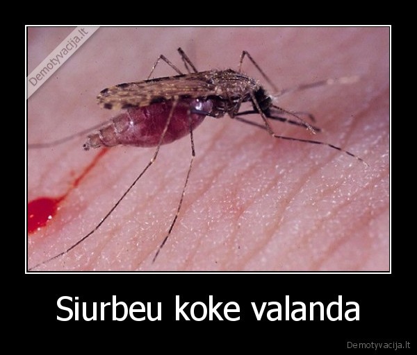 uodas,kanda,tjavumat