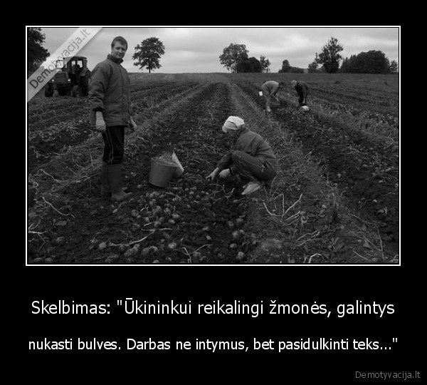 dulkinimasis,bulviakasis,bulviu, kasimas