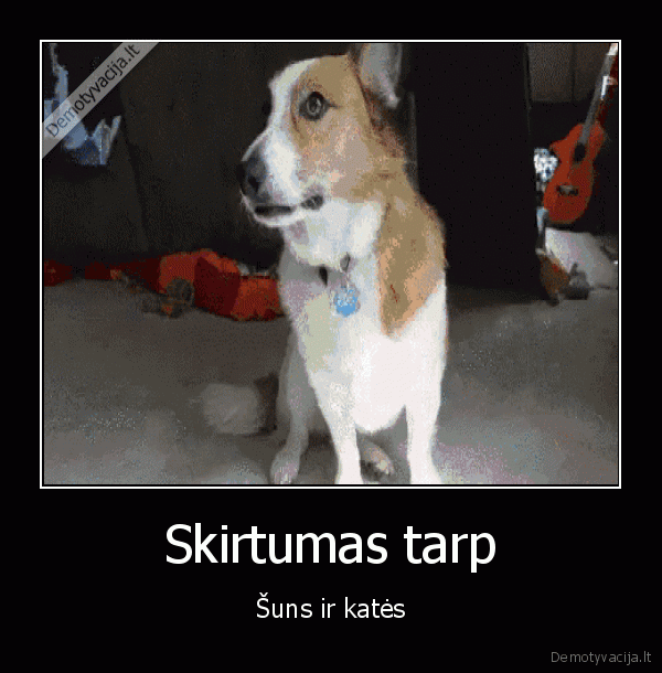 zaibas,dave, zaiba,apatiskas, katinas