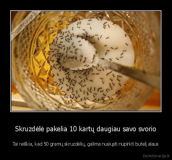 Skruzdėlė pakelia 10 kartų daugiau savo svorio