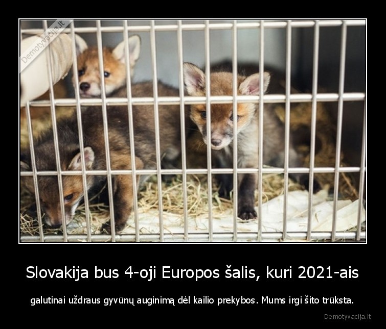 lietuva,kailis,auginimas,gyvunai