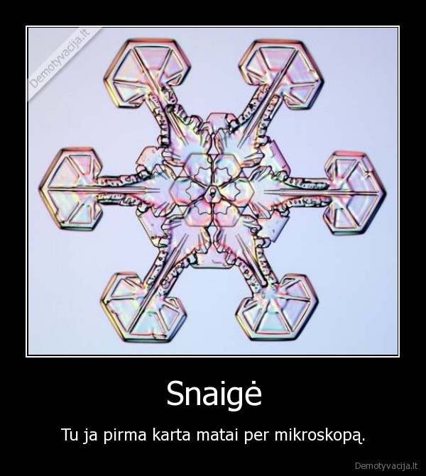 snaige,mikroskopas