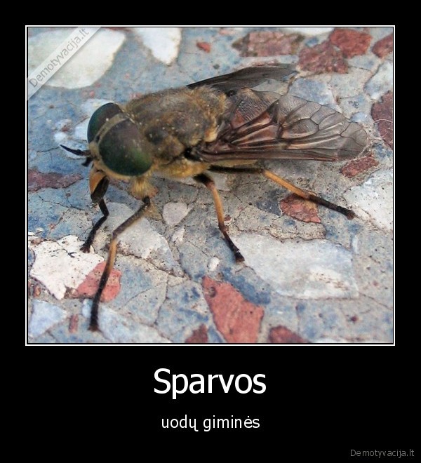 Sparvos