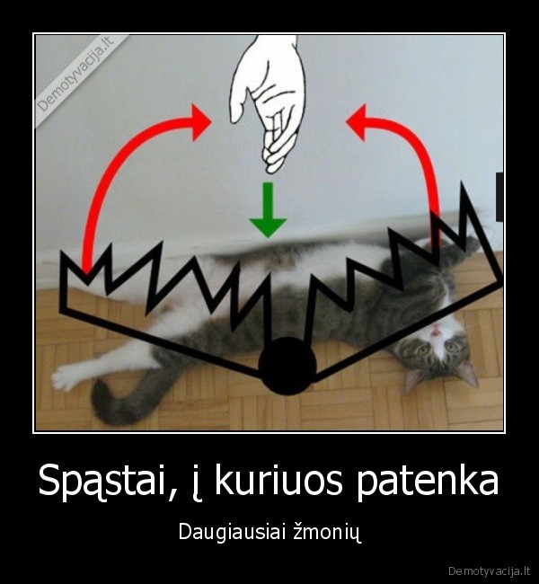 kate,katinas