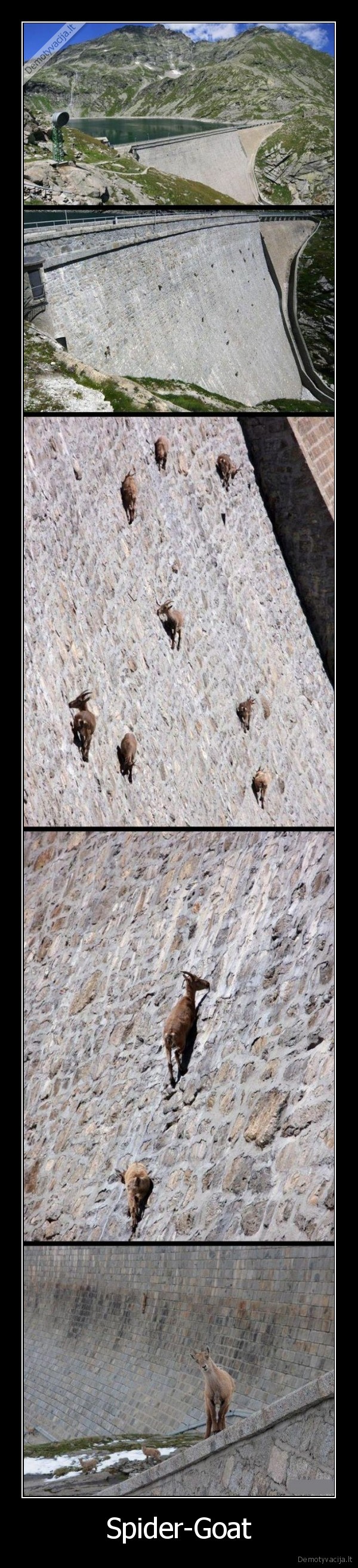 Spider-Goat