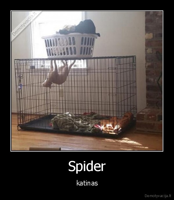 katinas,spaider