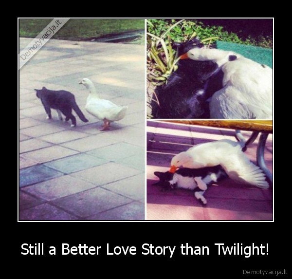 Still a Better Love Story than Twilight!