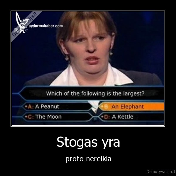 stupid, ass, bitch