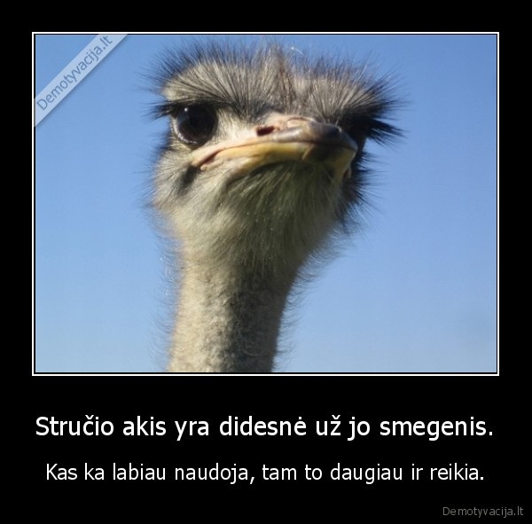Stručio akis yra didesnė už jo smegenis.