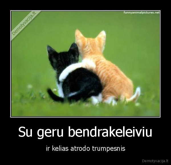 cat, kate, izaokas, niutonas