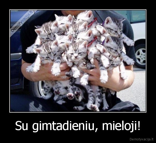 gimtadienio, dovana,katinu, puokste,daug, katinu,grazus, kaciukas,mazi, kaciukai