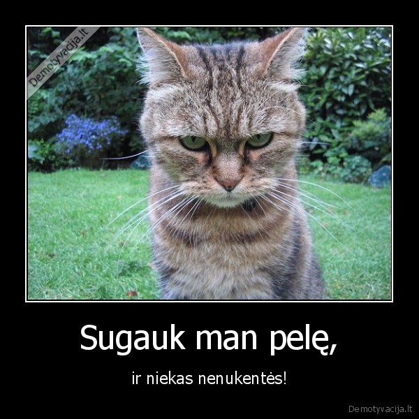 pikc,katinc