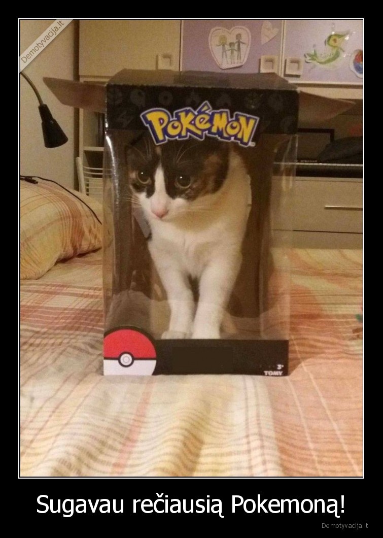 katinas,pokemonas,sugauti