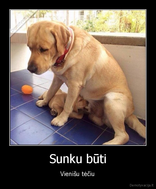 suo,tetis,spenys