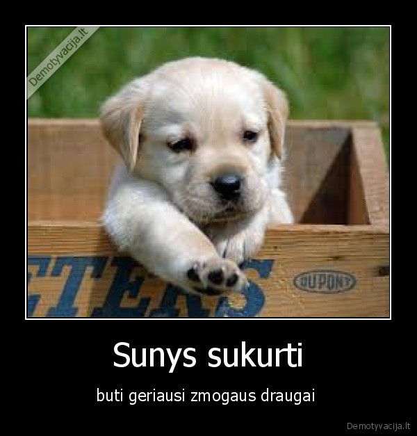 Sunys sukurti
