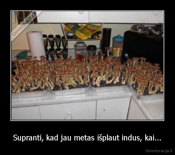 indai,plauti,grybai