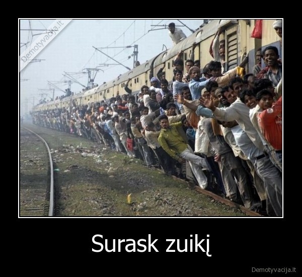 Surask zuikį