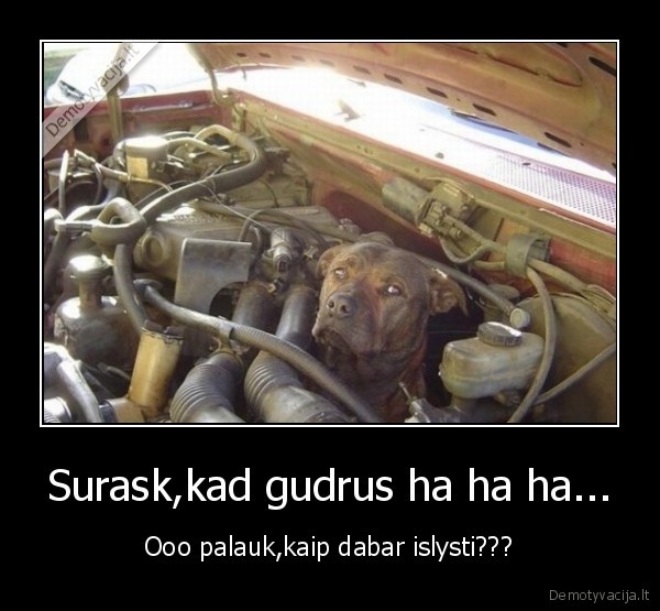 Surask,kad gudrus ha ha ha...