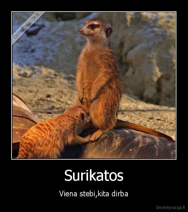surikatos,blowjob