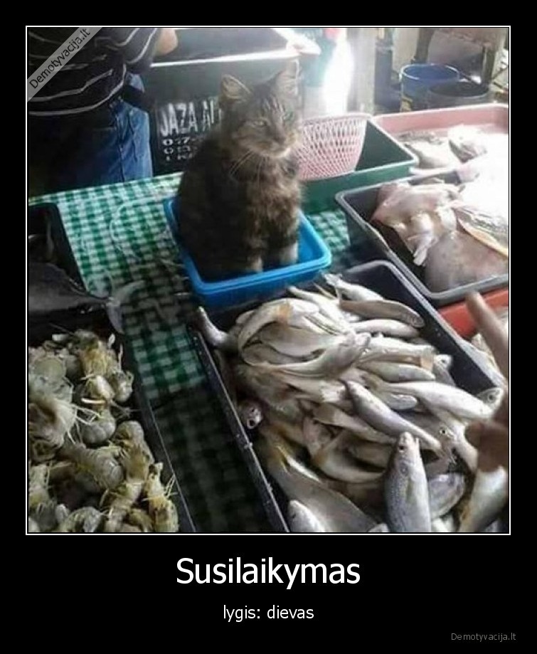 savikontrole,susilaikymas,lygis,dievas,katinas,zuvis