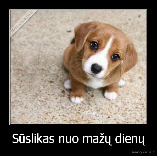 ziauru